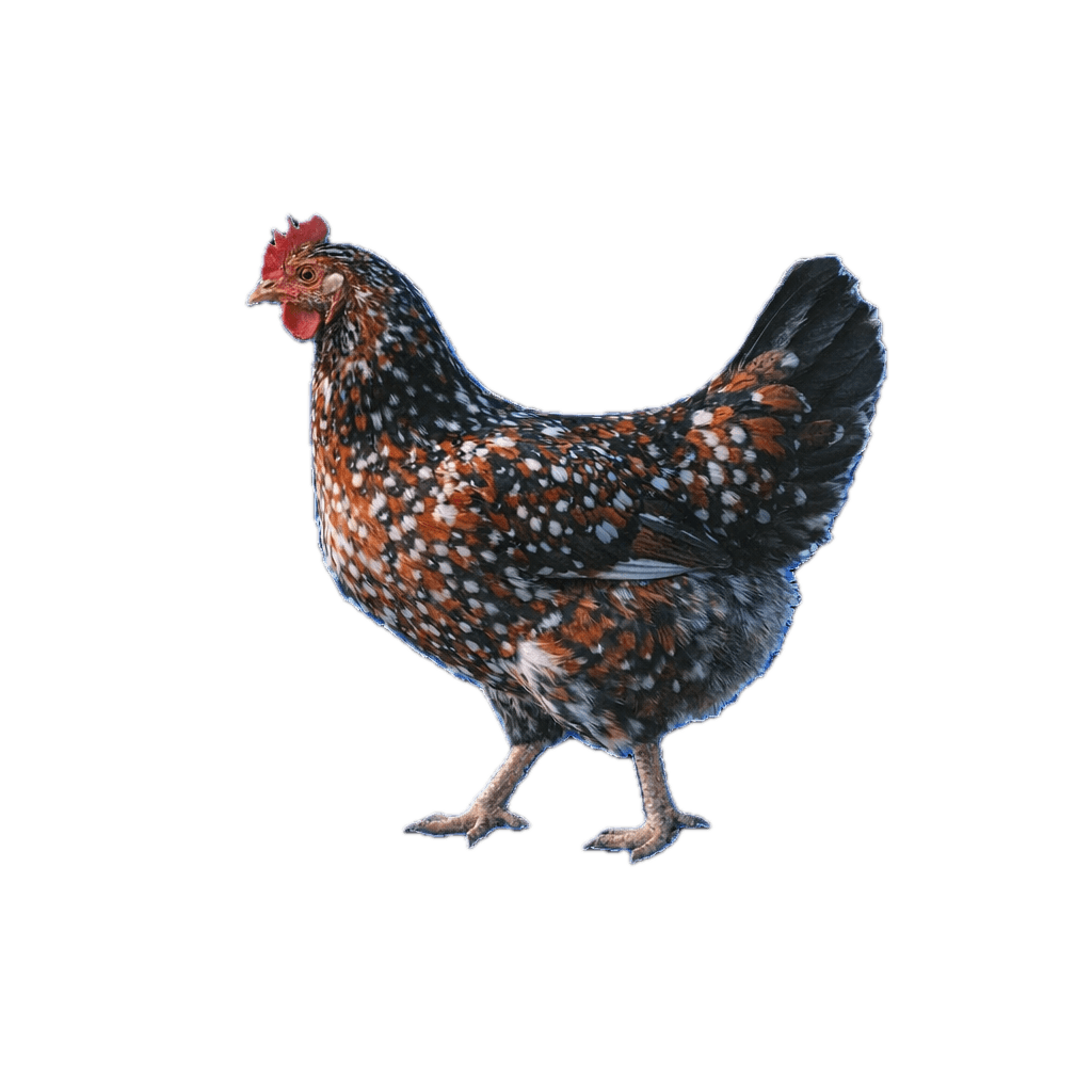 Floating chicken